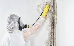 Best Biohazard Mold Removal  in Glespie, IL